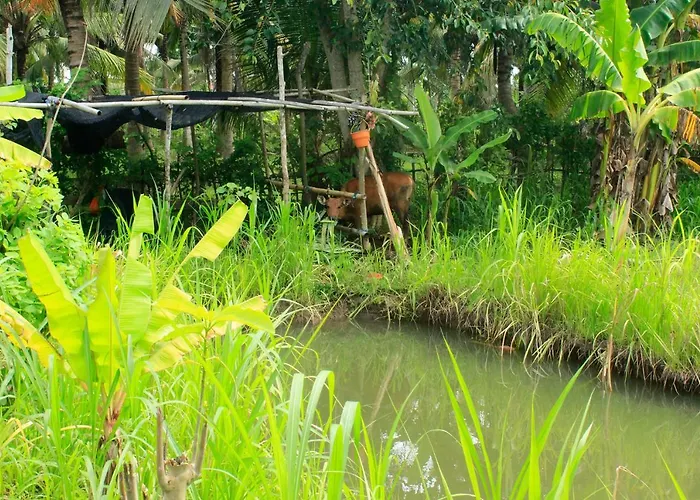 Sekar Kuning Toyapakeh